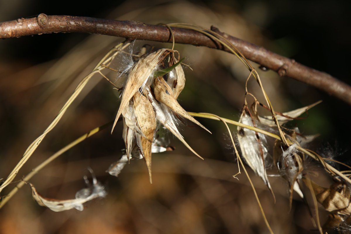 Jeff Dickie tweet media