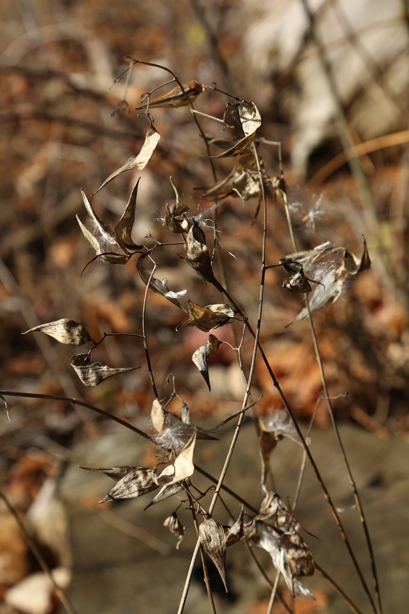 Jeff Dickie tweet media