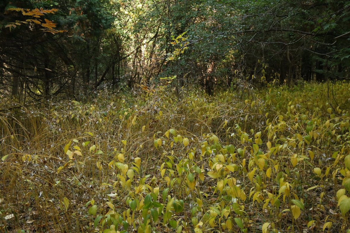 Jeff Dickie tweet media