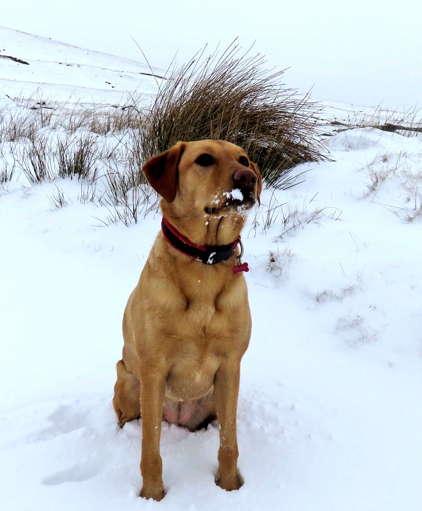 barleylabrador's tweet image. #NewBeard&amp;amp;Hairdo