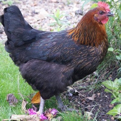 hillviewducks's tweet photo. Point of lay hybrid chickens have now arrived! £18 each or 3 or more £15 each! https://t.co/R2rtx1SdGT