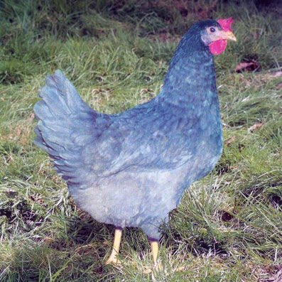 hillviewducks's tweet photo. Point of lay hybrid chickens have now arrived! £18 each or 3 or more £15 each! https://t.co/R2rtx1SdGT