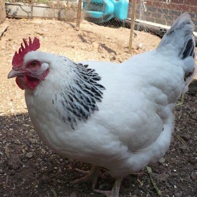 hillviewducks's tweet photo. Point of lay hybrid chickens have now arrived! £18 each or 3 or more £15 each! https://t.co/R2rtx1SdGT