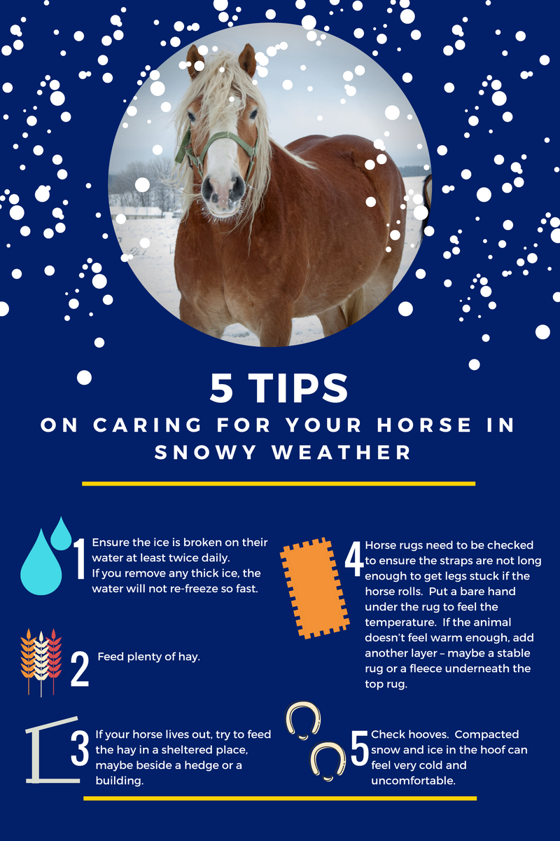 Caring for your horse in snowy weather #snow #Horses #Wellbeing