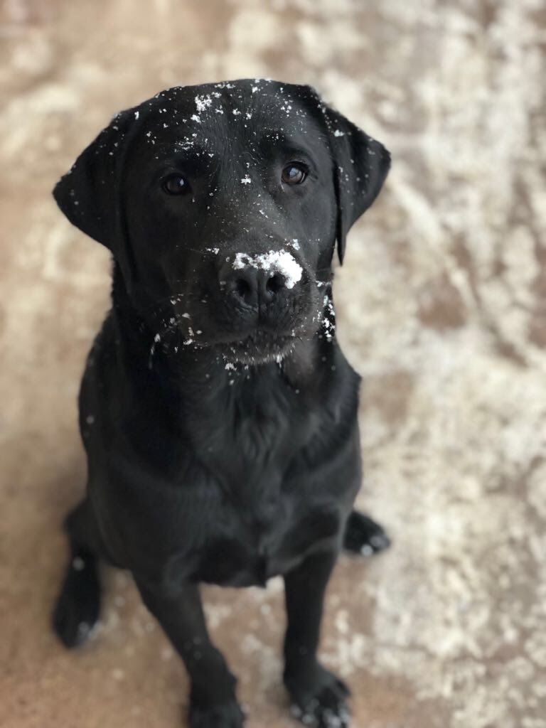 Due to the #BeastFromTheEast our offices are closed Thursday and Friday and we hope to open again on Monday. 

During the cold make sure to look after your pets too! Check out our cold weather tips for more things to look out for: guidedogs.ie/dogs-in-cold-w…