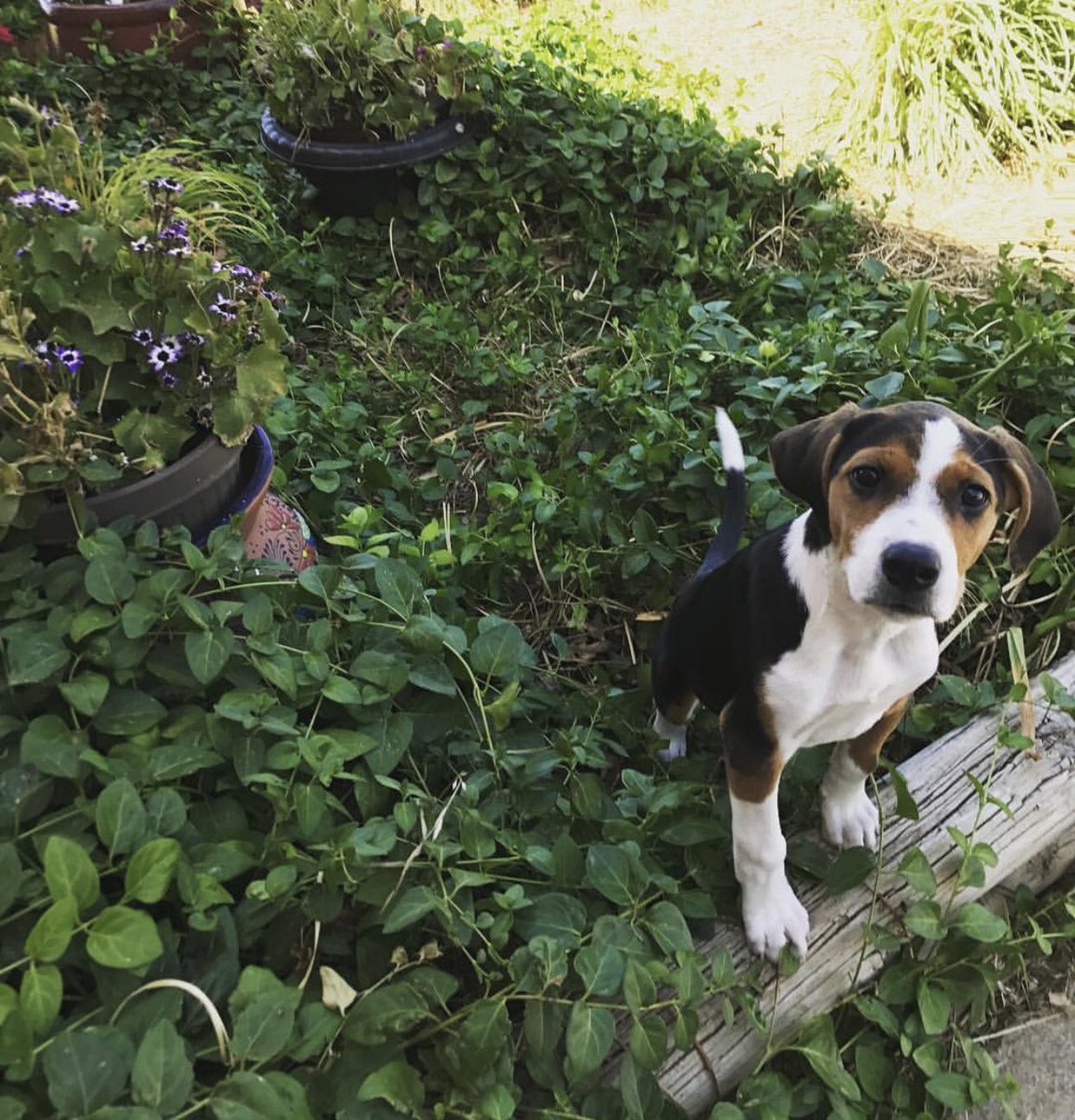 We are all about helping pet parents across the globe show love to their dogs. Pepper, from Aarhus, Denmark loves our new bite-size Premium Chicken Morsels.