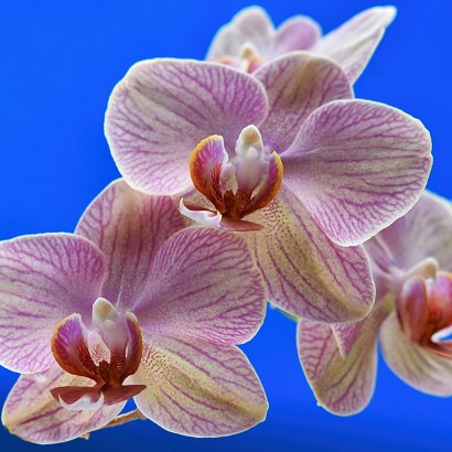 Enjoy the natural beauty and wonder of Spring at the upcoming events at <a href="/NYBG/">New York Botanical Garden</a> 🌺 🐦 #NYBotanicalGarden #OrchidShow #BirdWalks bit.ly/2GOiBZS
