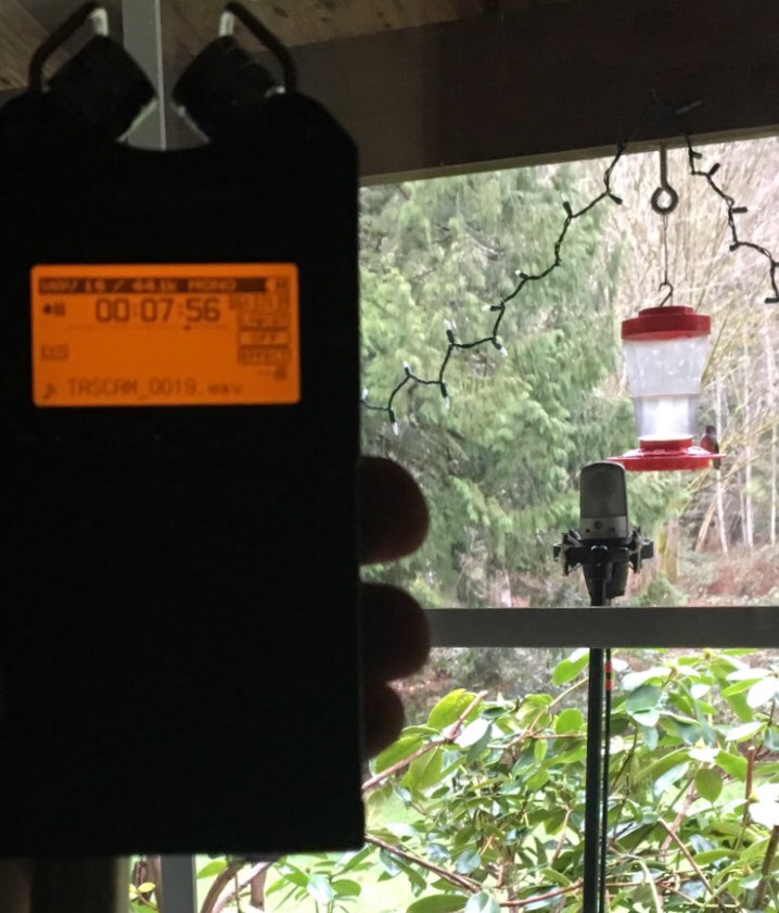 DennisBestafka's tweet photo. Early worm gets #hummingbird!
#fieldrecording #sounddesign #gameaudio #gamedev #indiedev #tascam #shure #wwise #gameaudioimplementation https://t.co/NrFfWOU5Ln