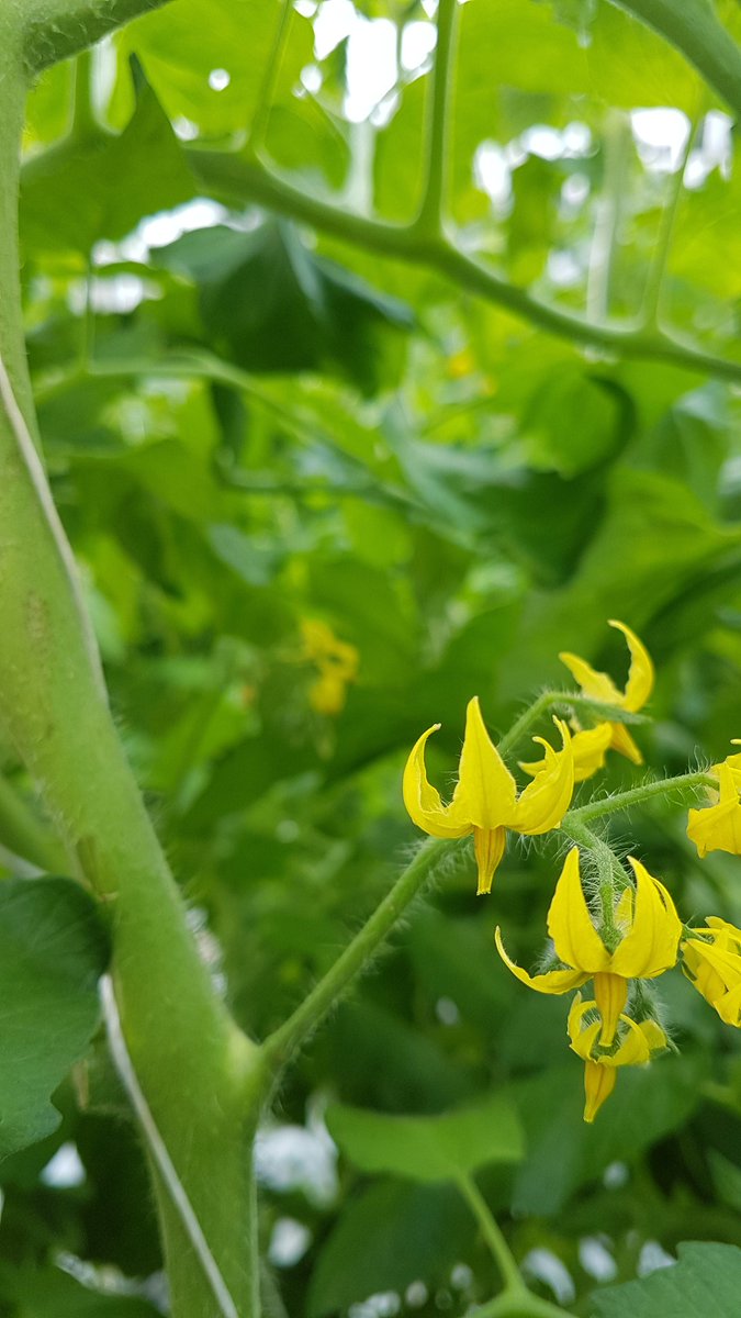 Peter_Westlands's tweet photo. lots of flowers #britishtomatoes from @WestlandsUK are available now...#maketheswitch https://t.co/F1wPtQTHoP