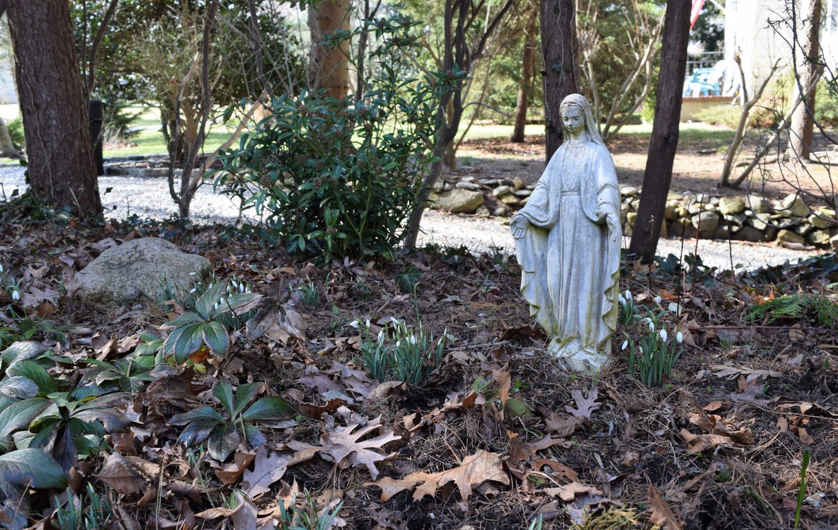 SaintKateriCtr's tweet photo. Snowdrops coming up in a small #Mary #garden on Long Island. #creation #integralecology #ecology #nature #integrityofcreation https://t.co/BX8O64fhAU