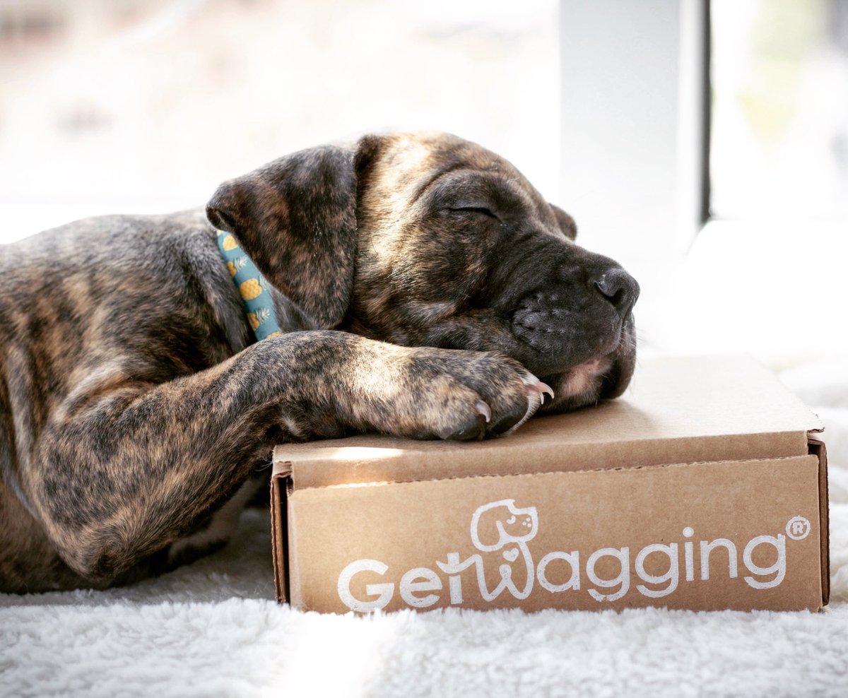 GetWagging's tweet photo. Dreaming about what my #March box will be. https://t.co/MUKjjJAYbt