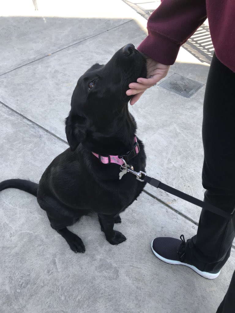 Dogs Of IUP tweet media