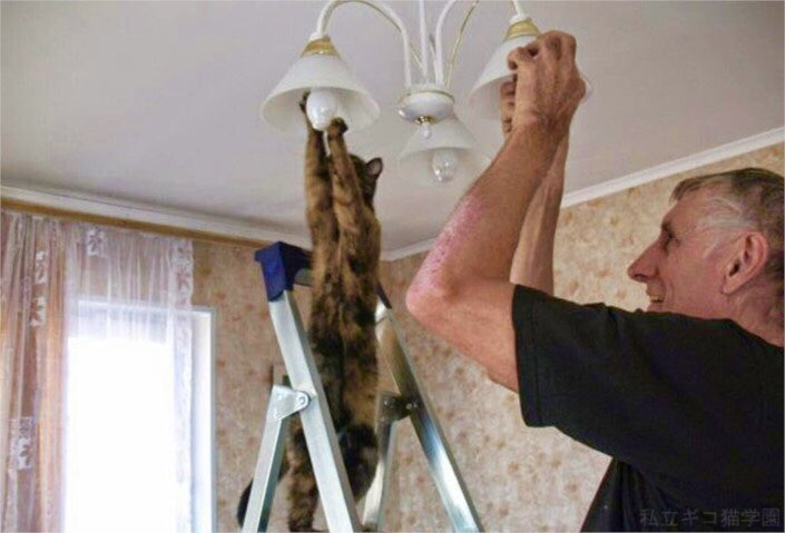 anxrnp's tweet photo. -ptn c l’ampoule qui est niké , passe en une
-mais Félix t un chat ??
-et alors ta mère c une chienne et je dis r
- mdr 50 watts l’ampoule ? https://t.co/2DELIttxBW