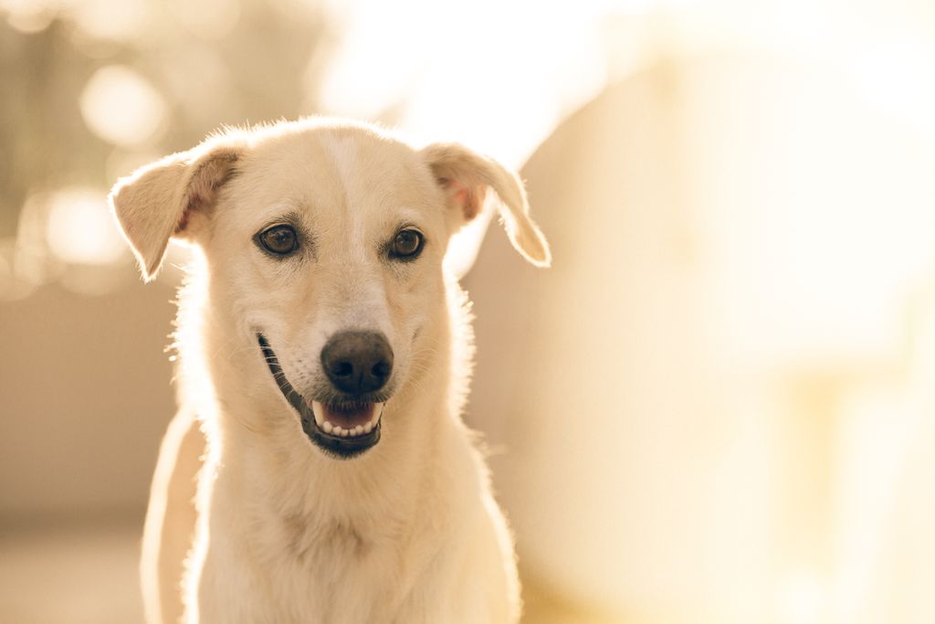 CanineCCC's tweet photo. Did You Know Your Dog Knows When Your Happy or Sad??  https://t.co/UNBUiwqOtS
.
.
.
.
.
#dogdaycare #dogdaycarenh #dogdaycarelife #tuckeredoutdogdaycare #tuckeredoutdogs #beautifulday #dogsofinstagram #playallday #barringtonnh #fallinnewhampshire #tuckeredout #tuckeredout https://t.co/y28i3ECCqZ