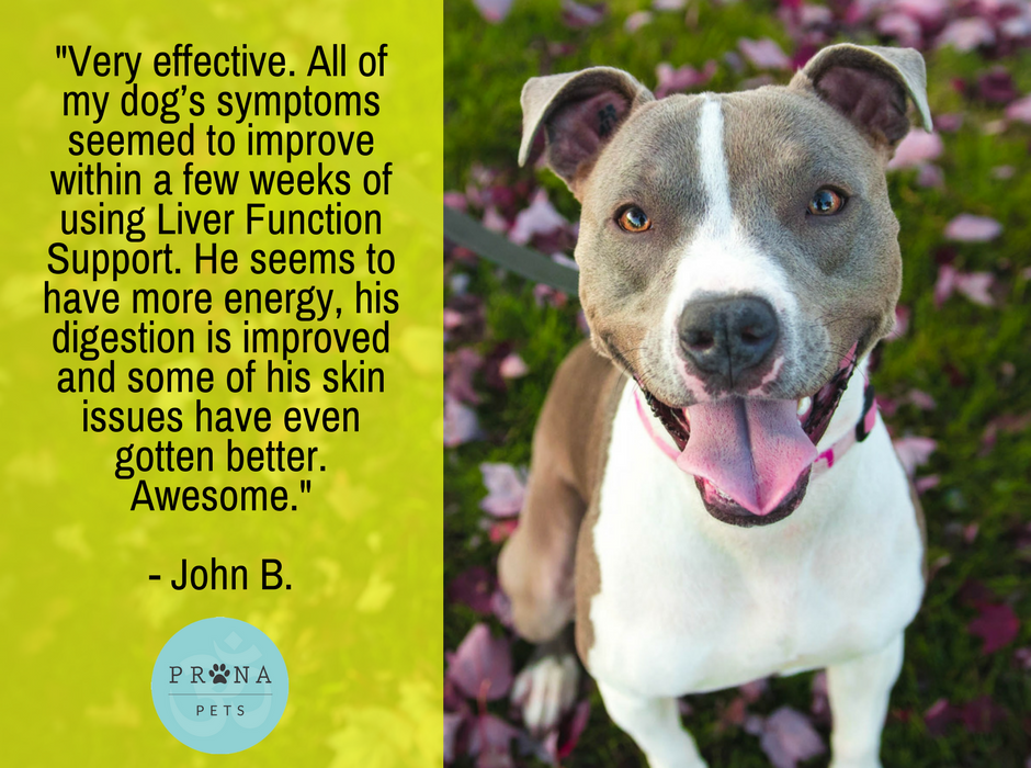 PranapetsFans's tweet photo. What a difference our Liver Function Support is making for John's dog! Learn more, and shop here: https://t.co/x3JdwA5rjm https://t.co/VOC86oIpJm