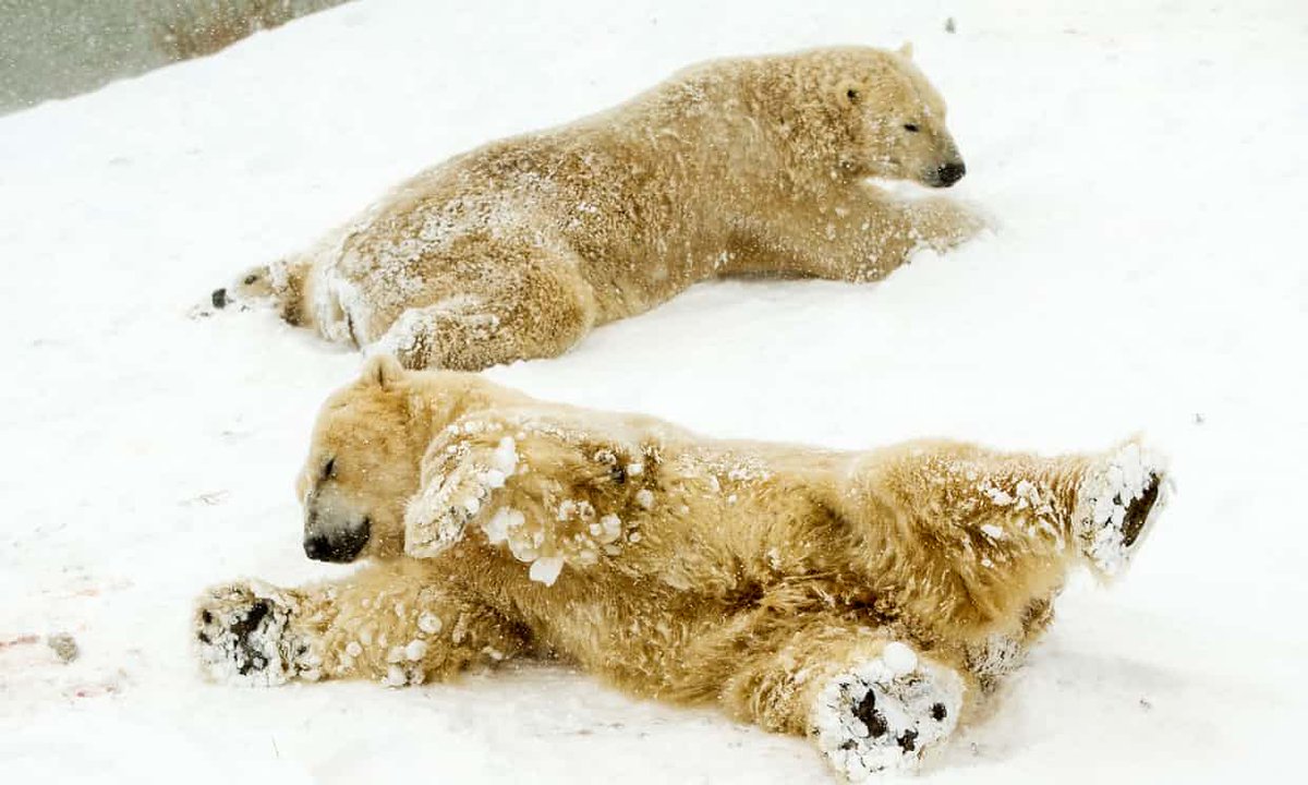 AliceDavisAM's tweet image. England’s only polar bears, Victor, Pixel, Nobby and Nissan, have been enjoying the snow @YorkshireWP

(Photograph: Danny Lawson/PA)
theguardian.com/uk-news/live/2…
