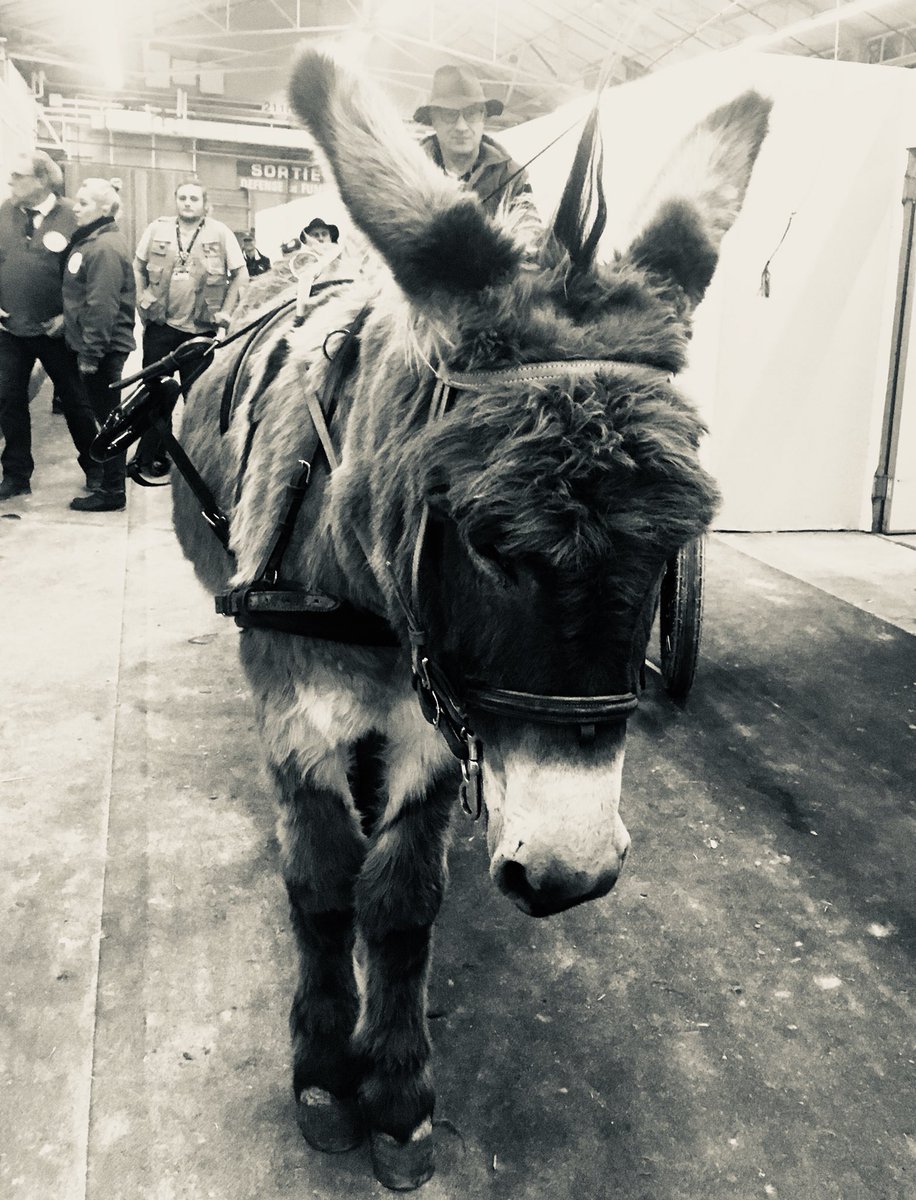 Ane Punk ! Pleins de surprises chez les Equins 😜🐴 Venez nous voir Pavillon 2.1 <a href="/Salondelagri/">Salon International de l'Agriculture</a> <a href="/cga_paris/">Concours Général Agricole</a> <a href="/comexposium/">Comexposium</a> @Min_Agriculture #SIA2018 #salondelagriculture #Paris #agriculture #Elevage #Ane