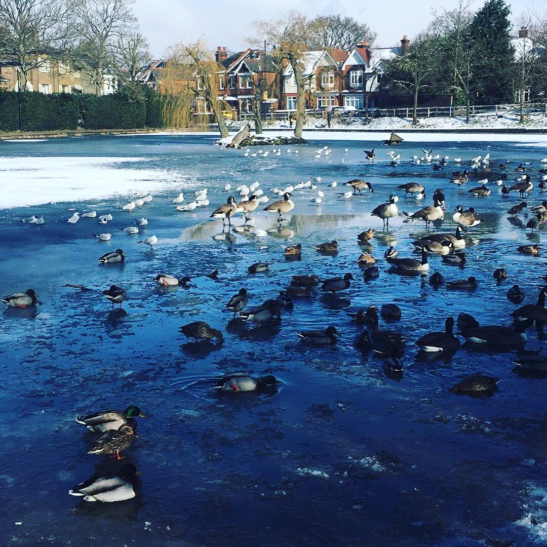 Banu_Colonnade's tweet photo. While #cold, #white and #freezing outside, it’s warm, #cosy and #yummy inside! Let’s warm you up together! #winter #whitelondon #snowing #lovethesnow #londonfoodie #foodforfoodies #foodforlife #cosyfood #celebrityhotel #maidavale #londonmaidavale #banurestaurantlittlevenice https://t.co/pxJp7tYVFx