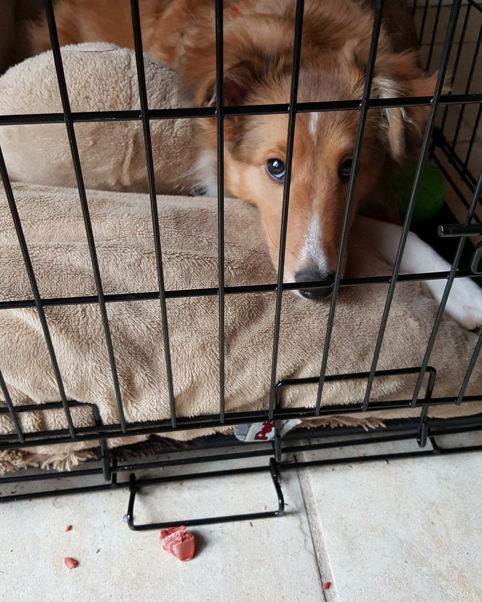chasnfireflies's tweet photo. #RoddyTheSheltie #whoops #helpadog #socloseyetsofaraway #sheltie #sheltielove #shetlandsheepdog @love.collies #pupperdog #puppylove #bestdogever #dogsofinstagram #puppyproblems #cratedwithlove #amateurphotography #petphotography #dogpics #photography https://t.co/W3j7L1xue7