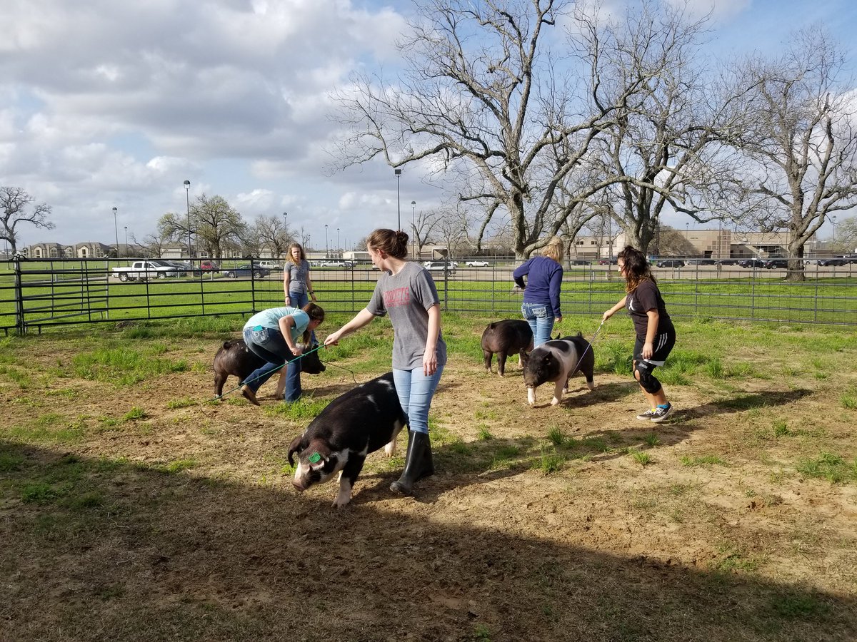 ClementsFFA's tweet image. Working the pigs getting ready for the Houston Livestock Show &amp;amp; Rodeo! @MrsKMarchant