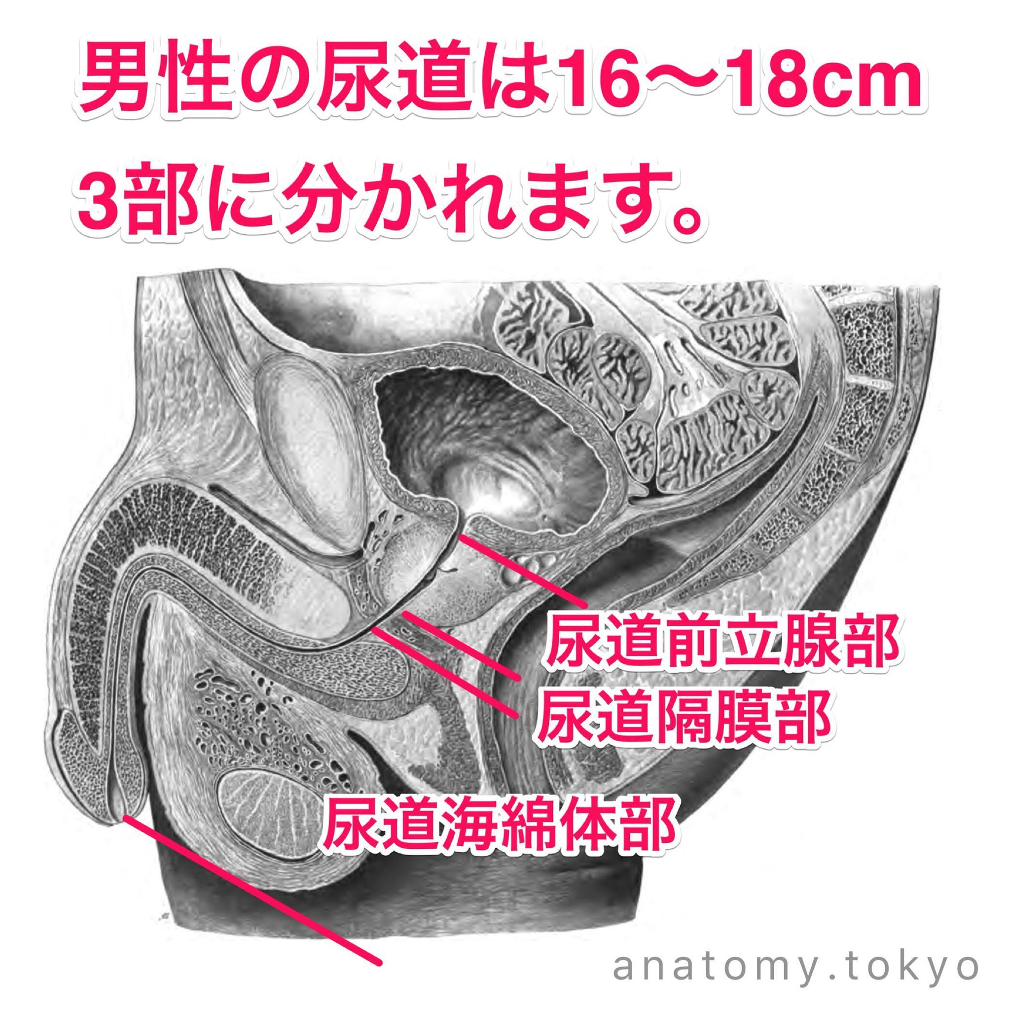 解剖学1・2・3 ネッター解剖学カラーリングテキスト(原書第3版) | 相磯貞和