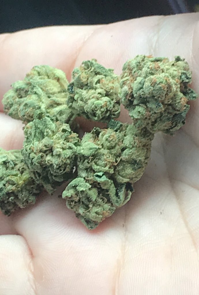 coffeejane420's tweet photo. Just got some Strain: #LSD 🌈 Have you ever tried anything besides marijuana? #marijuana #cannabis #MedicalMarijuana #CannabisCommunity #cannabismedicinal #STONER #Stoned #weed #420friendly #bud #smoke #stayhappy https://t.co/qJH3zdd33r
