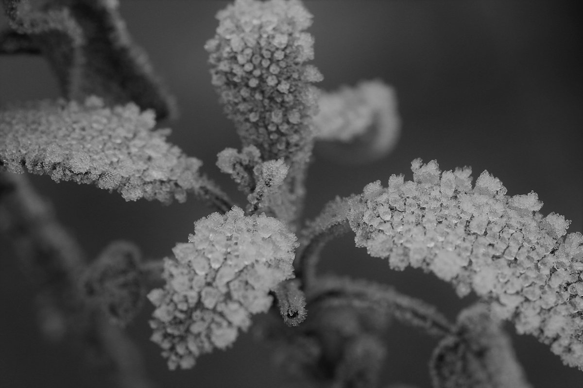 It's pretty cold! #RHSphotocomp