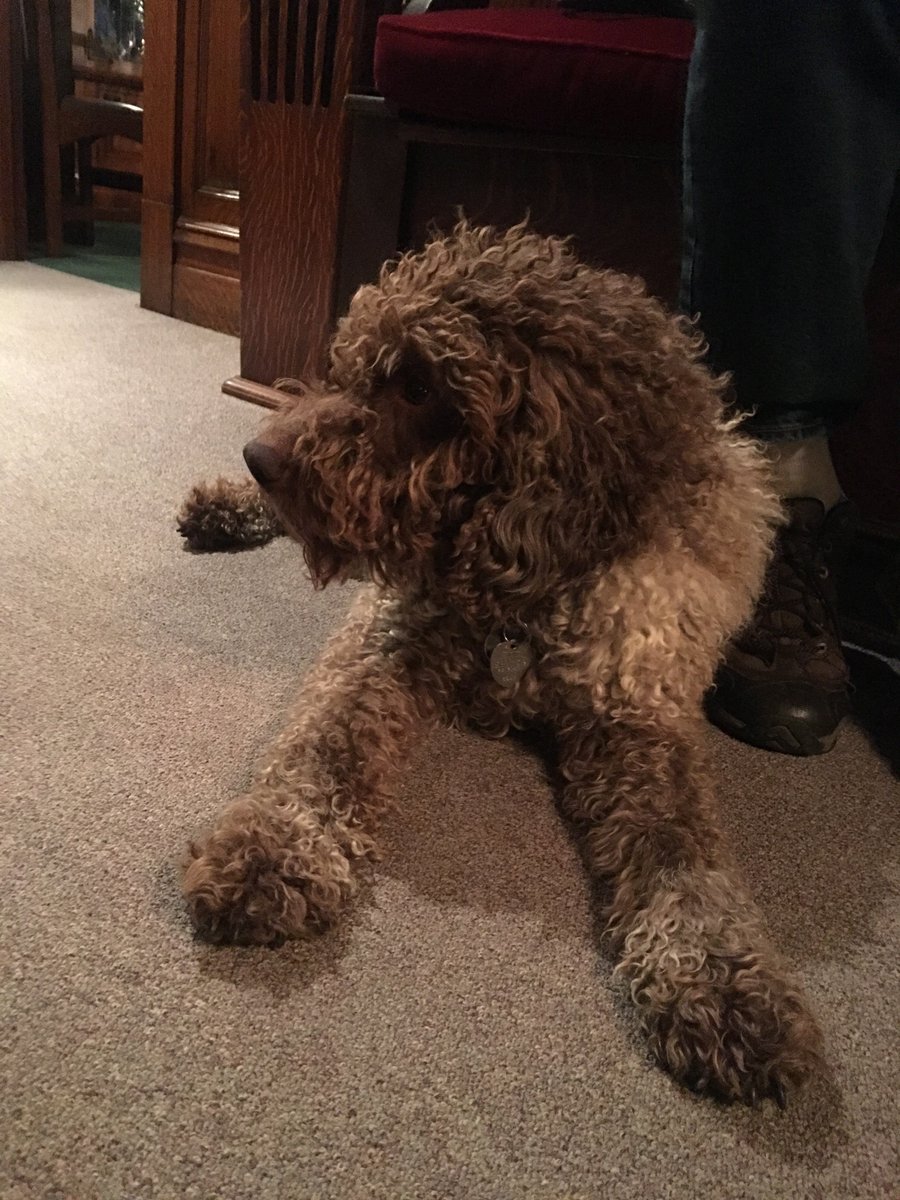 TruffleDogCo's tweet photo. Augie aka LK Ignazio Augustus-- so regal sounding right (He's a #Lagotto)? Enjoying some down time being a dog. Did you know he lives at a B &amp; B in Seattle and you can visit him? Check them out https://t.co/9FZEBksLha https://t.co/9fIZ6QGa7x