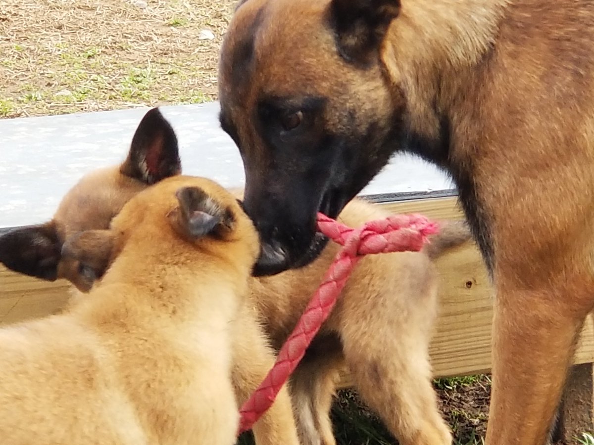 fdavisaws's tweet image. Three way tug