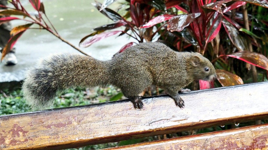 Taiwansquirrels Twitter Search Twitter
