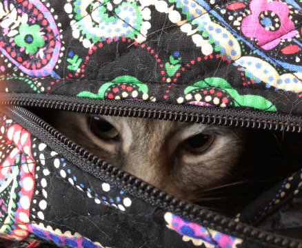 firedupk9's tweet photo. Cats want to go too!  #StowAwayCat https://t.co/PGjlWW0NKb