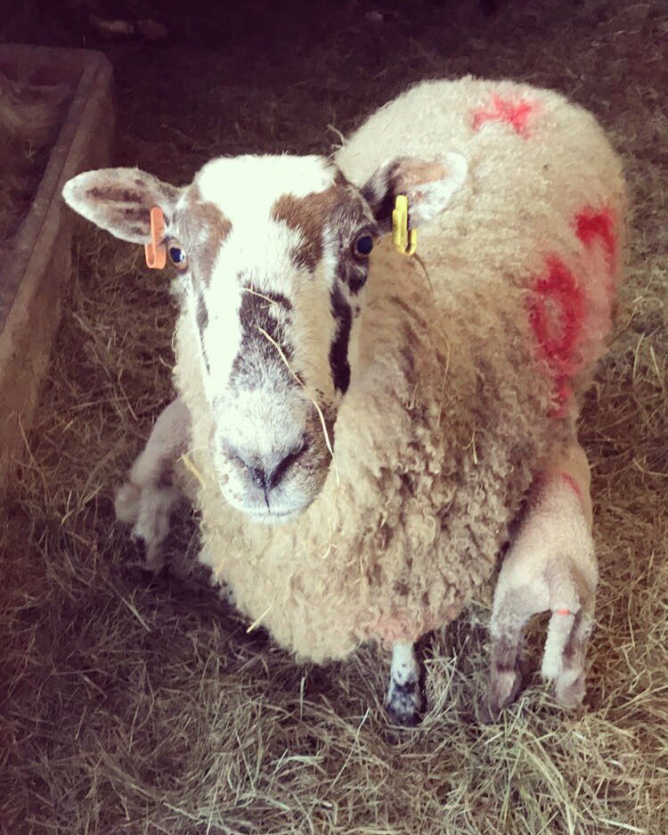njh563's tweet photo. 🐑🐑🐑😍😍 https://t.co/FWqHjsvAdi