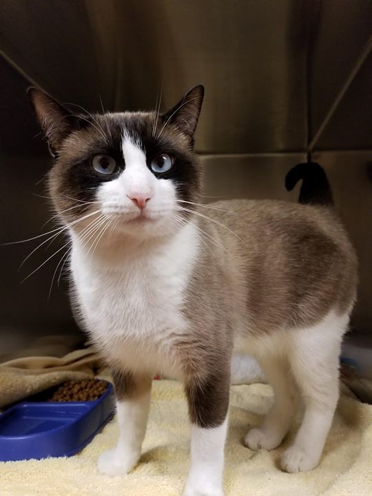 cobbkitties's tweet photo. ❤️RESCUE AND PLEDGES NEEDED❤️

**From the Shelter:**
Rolly Polly is a 1yr old Snowshoe mix with crossed eyes. He was surrendered on February 7, 2018 and is stuck in the shelter because he scratched or bit a family member in the home. Rolly Polly is r… https://t.co/NPJLQT2PXs https://t.co/JPvKEEU6Eu