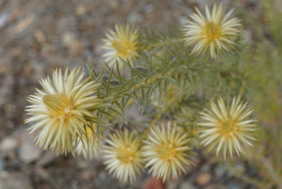 RBancroftGarden's tweet photo. This attractive shrub, #Phylica pubescens (featherhead), is getting a lot of attention right now @RBancroftGarden as the flower heads are whipping around in the gusty winds. A great plant for those looking to add soft foliage texture to their garden. #Rhamnaceae #waterwise https://t.co/s5gI3GTcPg