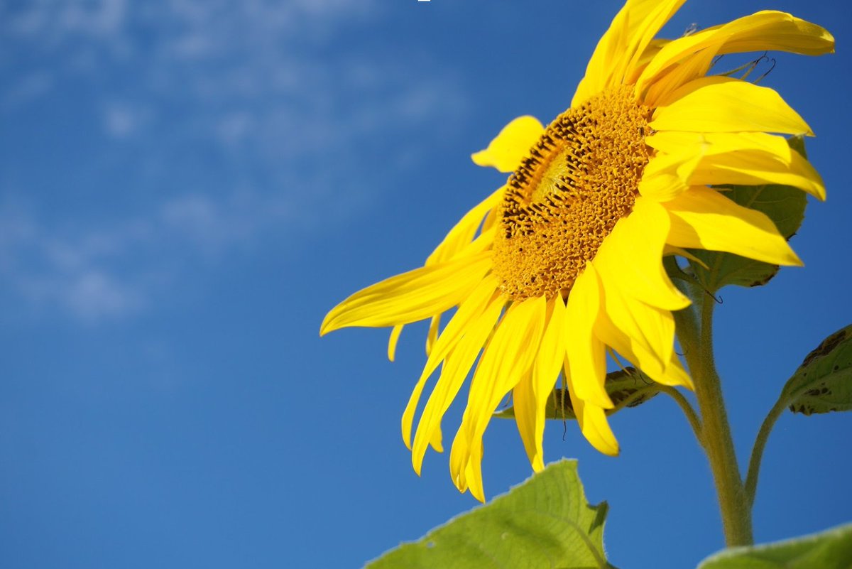 ReFuelEP's tweet image. We’re proud that our San Jose station is part of the Green Vision Plan! Click here to learn what it’s all about: bit.ly/2n5EtYY #climate #gogreen #renewables