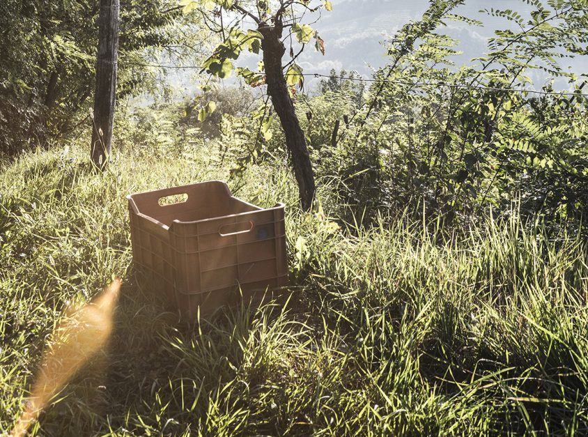 I Clivi, pasión por la variedad Friulano miamigoelvino.com/iclivi-spa/