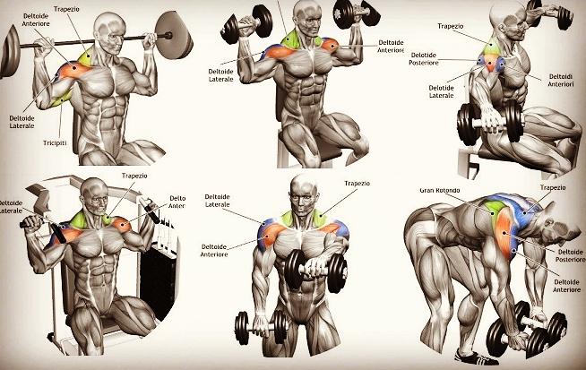 knowleghub's tweet photo. #shoulderworkout #FitnessGoals #fitnesslover #fitnessmotivation #folloforfollo #FolloForFolloBack #like4like #healthandsafety #gymlife https://t.co/Ek6k4TEn4I