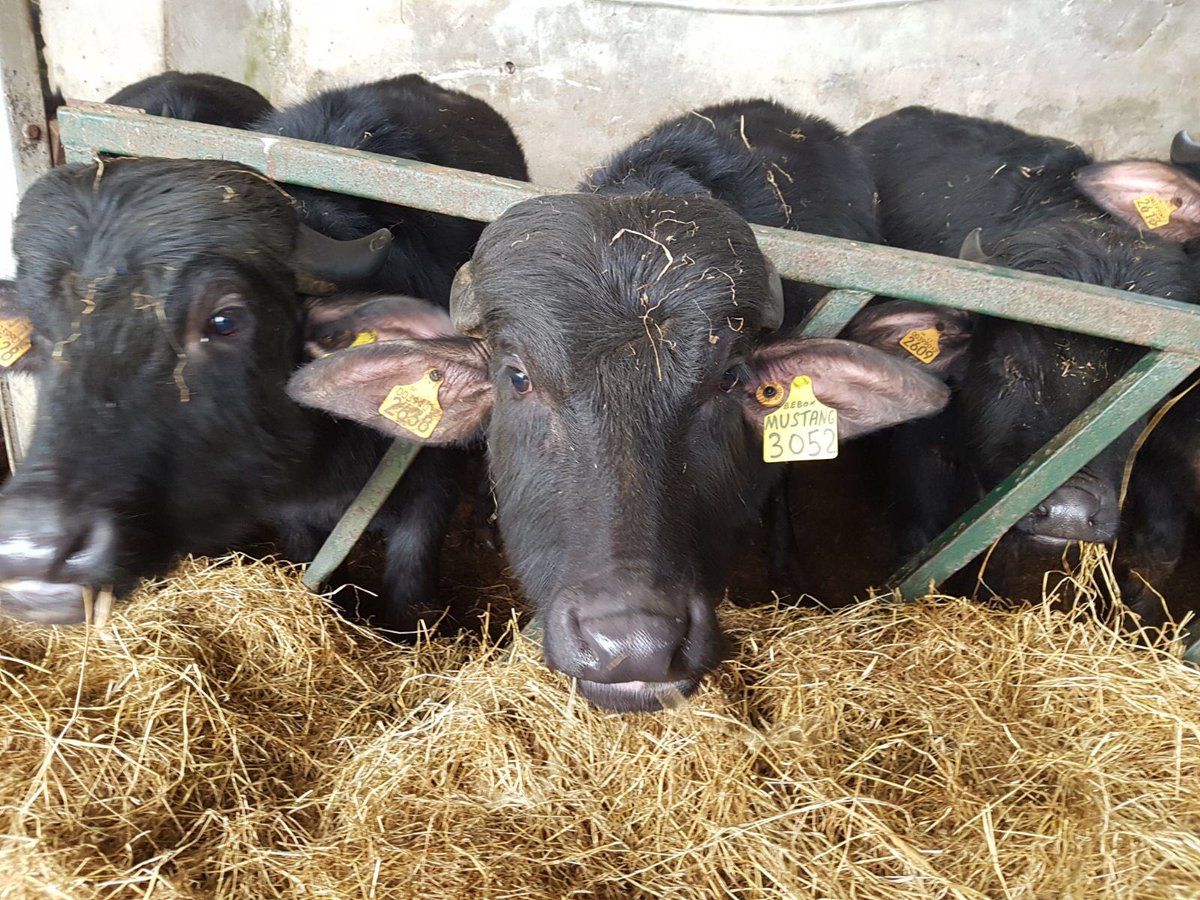 Our baby buffalo keeping cozy! Huge cheese making projects coming up! Watch out for <a href="/nevenmaguire/">Neven Maguire</a> Irish Food Trails tonight: <a href="/rte/">RTÉ</a> 1 at 8.30!