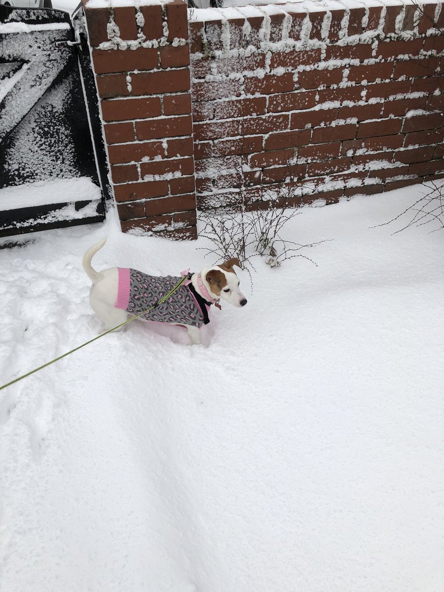 gilliangr713's tweet photo. Betty Dog is loving the snow! #littlelegs #coldbelly #TheBeastFromTheEast https://t.co/4XDhazQ5aG