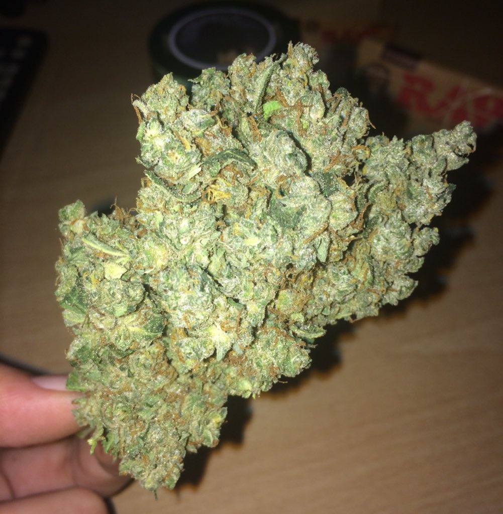 LolaJayXX's tweet photo. Itβs so big & beautiful, I donβt wanna break it up π©π #StonerProblems ππ #BudPic #LemonHaze #LolaJayX π https://t.co/WzNdO9lvde