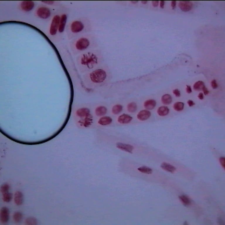 RosalindFranklinBlog tweet media