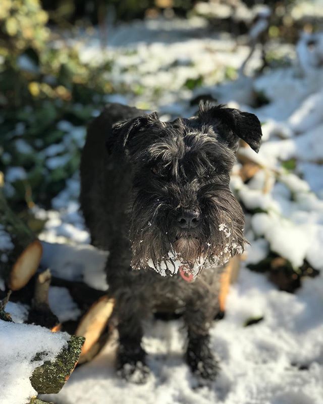 Frosty the dog ❄️🐶❄️ #heidi ift.tt/2t4mO9C