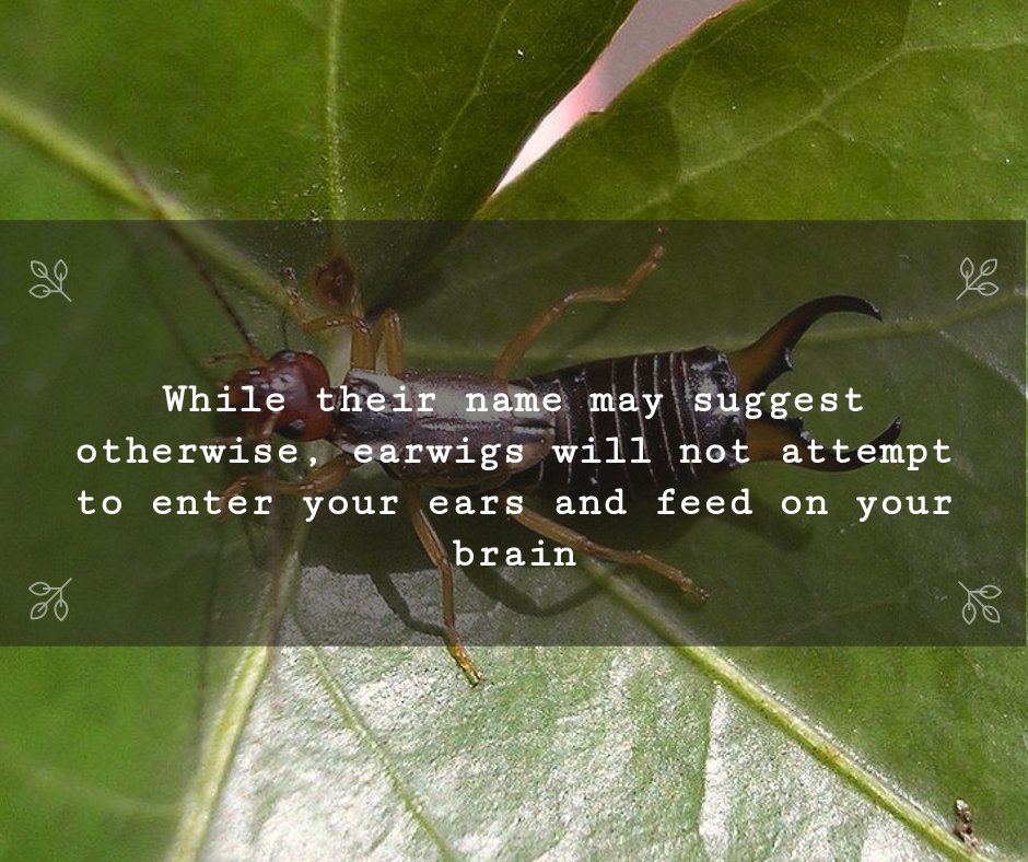 FirstInspec's tweet image. Though they do prefer dark and moist areas, your ear isn’t high on their list of habitable places.