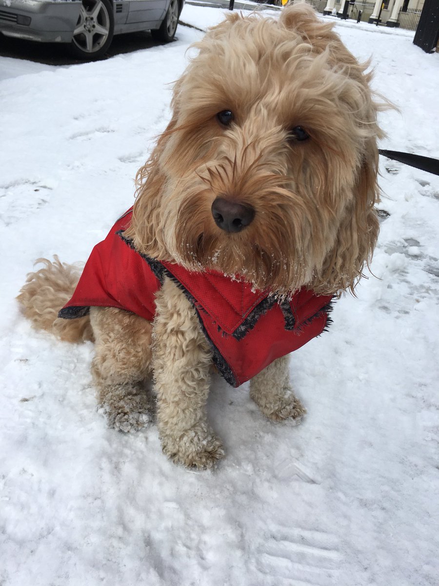 SityWalks's tweet photo. Went out in the snow and found a little mini snowman! ❄️☃️#snow #snowday #snow london #dogsInSnow #dogslife #dogsoftwitter https://t.co/r5bkYiga2Y