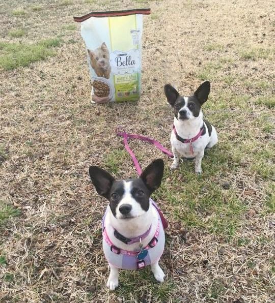 BusyBeingJenn's tweet photo. Buffer took over the blog today! She's sharing a peek into how she spends her days, her favorite things and why she LOVES Purina® Bella Small Dog Food!
#ad https://t.co/u2zQwSublO #WhatFuelsRight #puppylove #blogdog https://t.co/MfuTwNgQj8