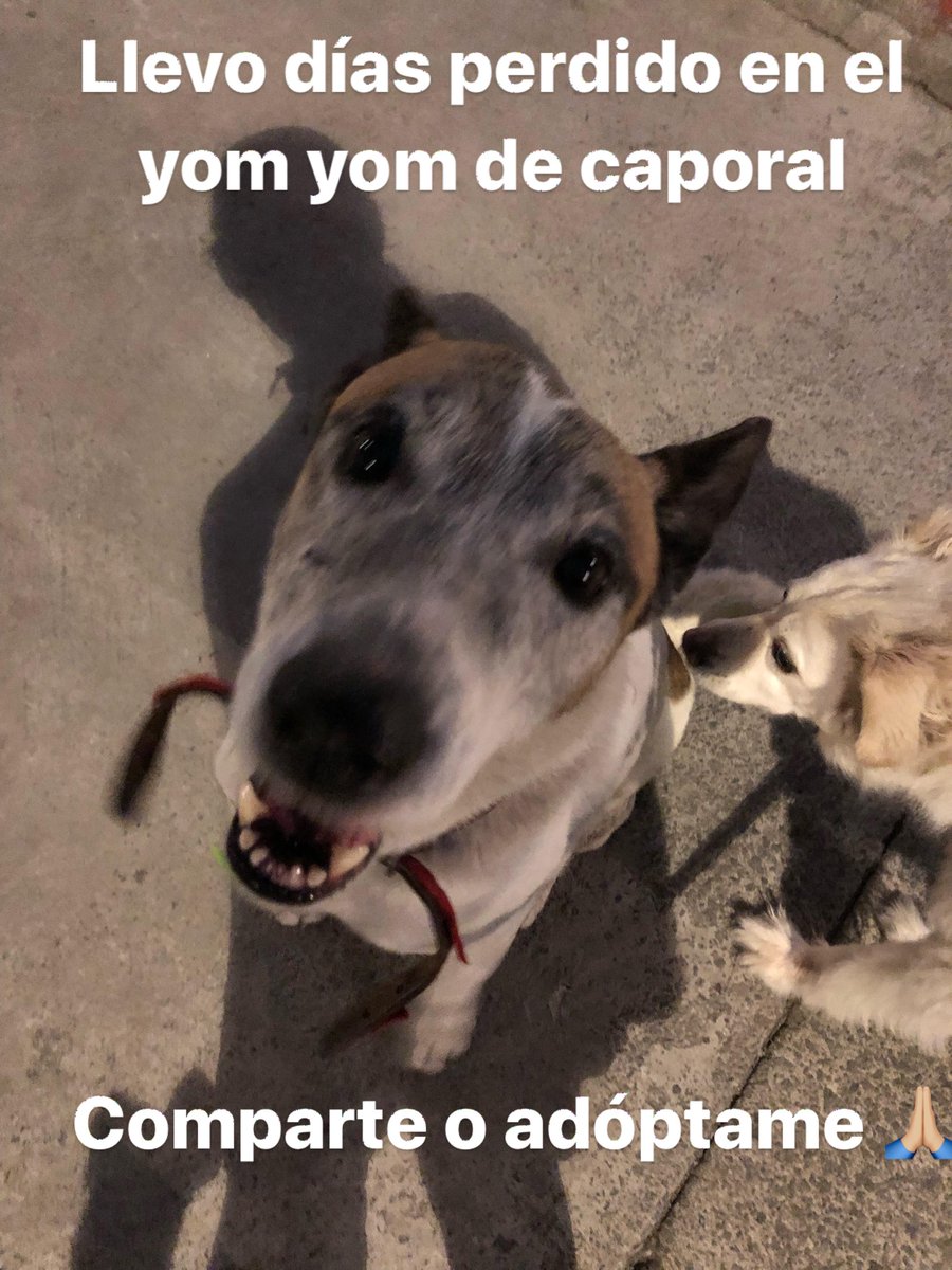 Por favor podrían publicar a este pobre perro que lleva días dando vueltas x el yom yom de caporal, esta muy flaco y trae una correa pero no tiene datos, tal vez sus dueños lo buscan es muy tranquilo con humanos y perros
