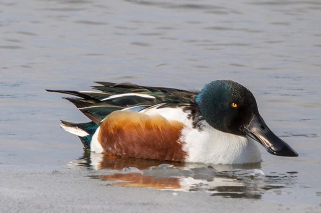 SimonJames's tweet photo. Canon EOS5D MkIII 
Sigma 150-600mm DG OS HSM C at 600mm
#snap_wildlife #birdextreme #anythingfeathered #allmightybirds #feather_perfection #nature_perfection #Planetbirds #capturewildlife # #bestbirdshots #your_best_birds #exclusive_bird #birdtannica #do… https://t.co/pRt7EmEvih https://t.co/mEBgZDvueb