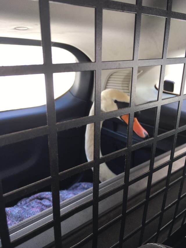 MPSHackney's tweet image. With great persuasion the #HackneySwan was ushered out of the snow into one of our response cars by #GDTeamC officers