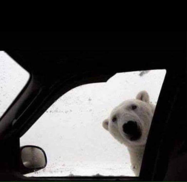 Devon_Hour's tweet photo. Well wasn’t expecting that on the way home!!! 😳 https://t.co/NP4GyTXyt2