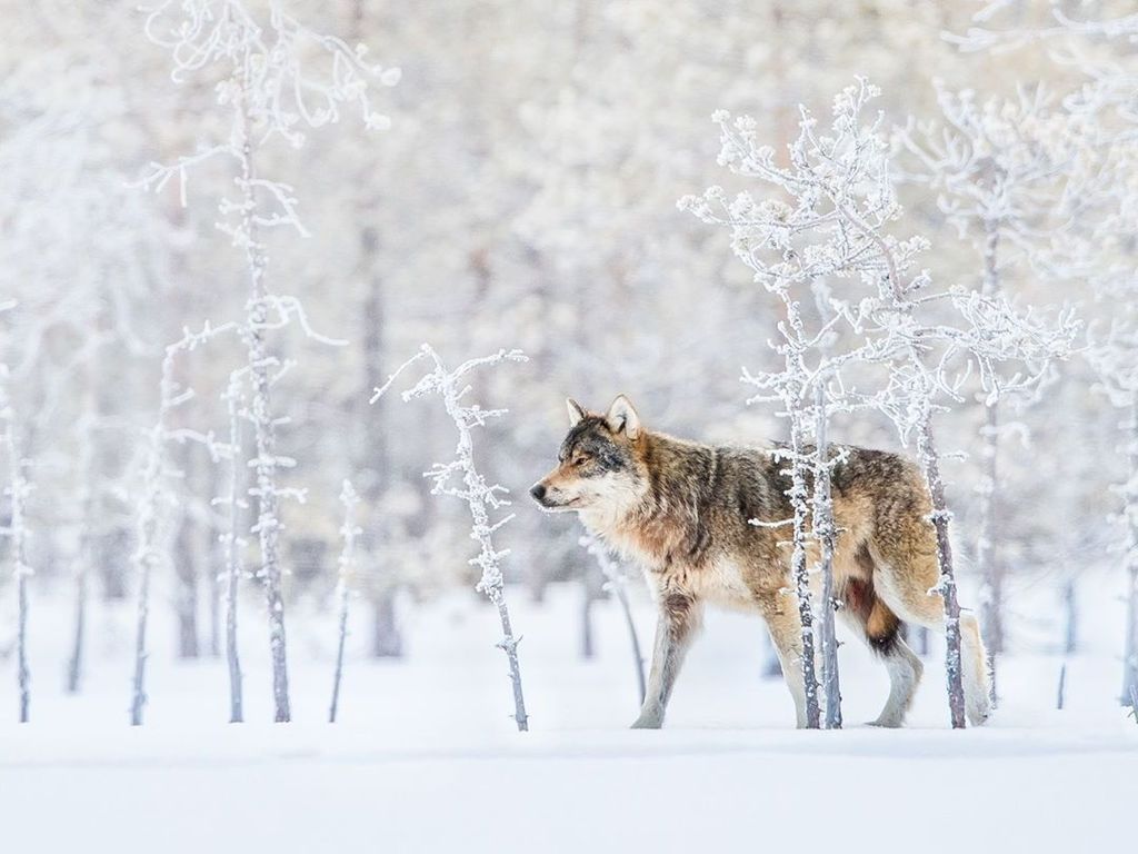 Nature_Travel_'s tweet image. “The Wolf” - spicedpumpkins #photography #travel #nature